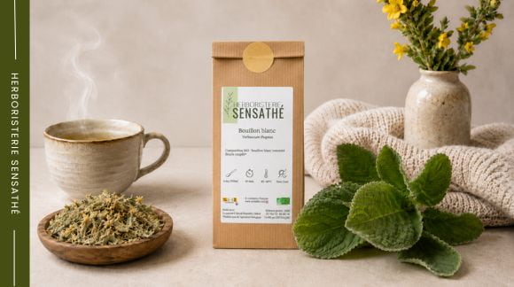 Bouillon-blanc en vrac avec feuilles de molène, tisane chaude et plante fraîche, présenté comme sudorifique naturel en cas de refroidissement - Herboristerie Sensathé